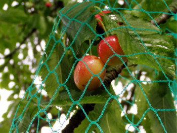 Red antipájaros - malla de 25 mm - tamaño grande
