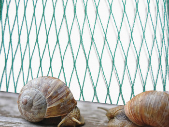 Red antipájaros - malla de 25 mm - tamaño grande